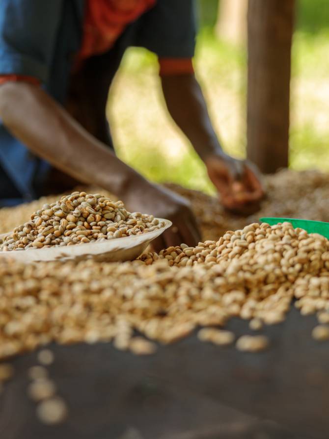 dominica coffee-farm